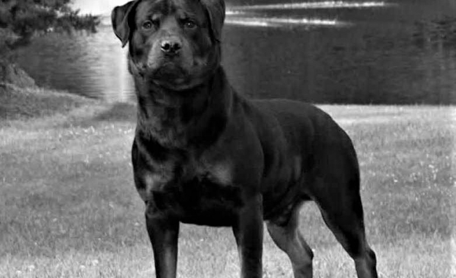 Danıştay'dan tehlikeli köpek ırkı için önemli karar!