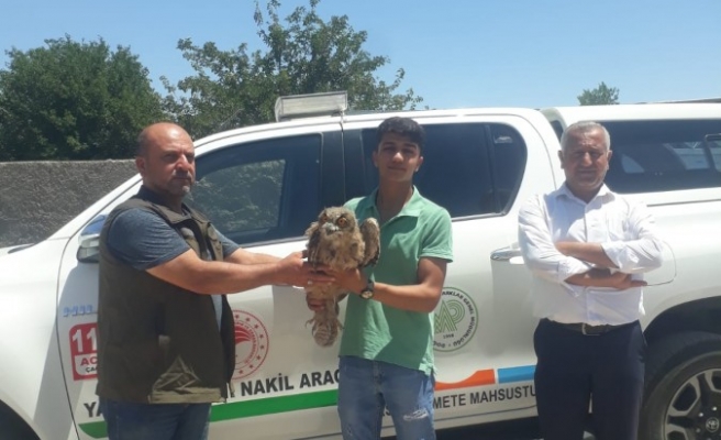 Bozova’da bulunan yaralı puhu kuşu tedavi altına alındı