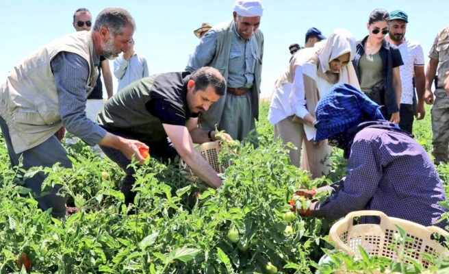 Vali Ayhan Siverek'te