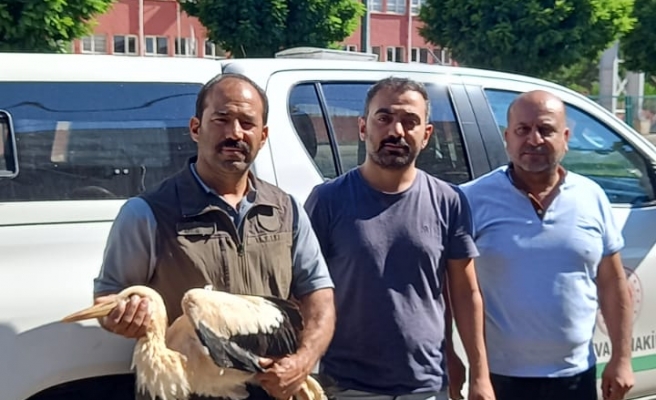 Urfa’da yaralı leylek tedavi altına alındı