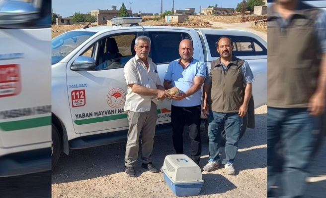 Urfa'da yaralı baykuş bulundu