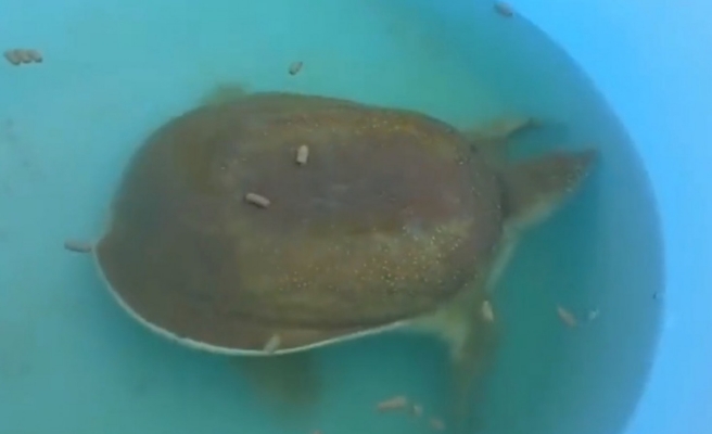 Birecik’te yaralı halde yavru Fırat kaplumbağası bulundu