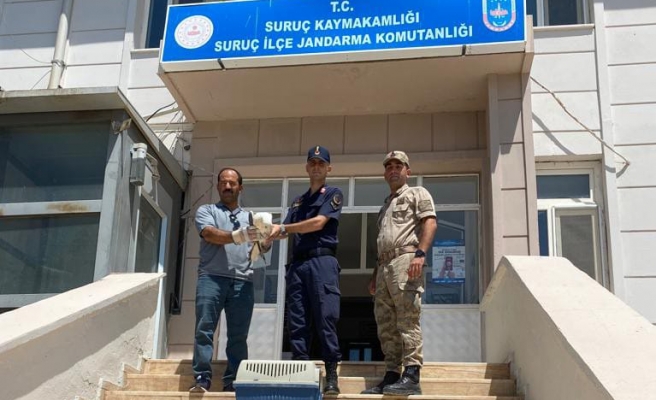 Yaralı martın yardımına jandarma koştu