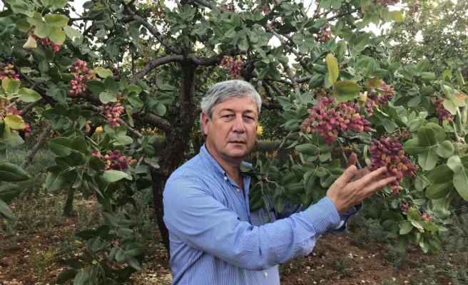 Fıstıkta 2022 yılı tahmini üretim maliyeti açıklandı