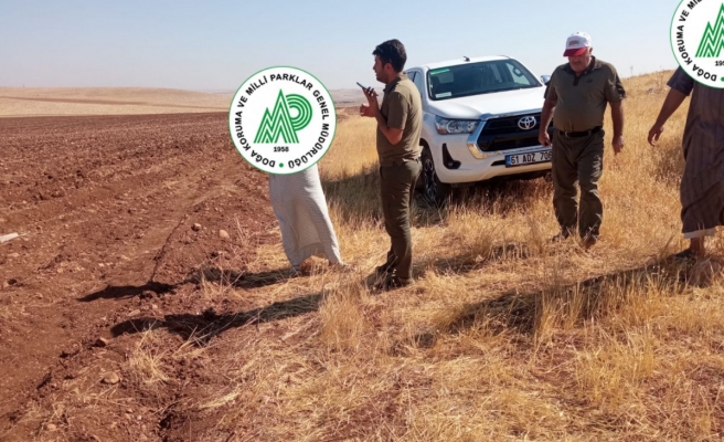 Urfa'da güvercin avlayan kaçak avcılar yakalandı!