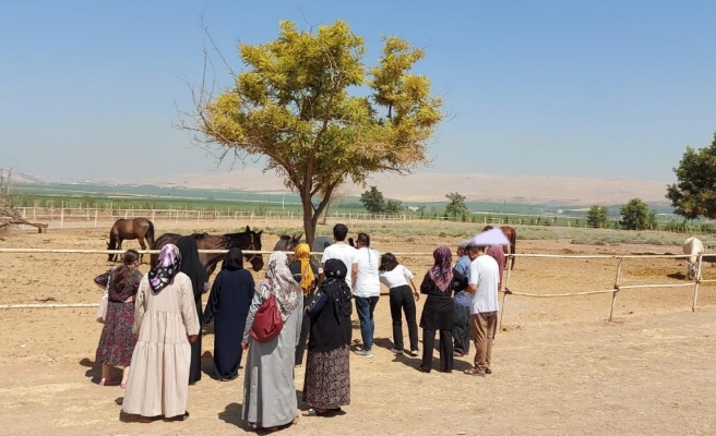 Hastalar at çiftliğinde stres attı