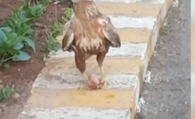 Yaralı halde bulanan kartal iyileştirildiği yerden ayrılmıyor