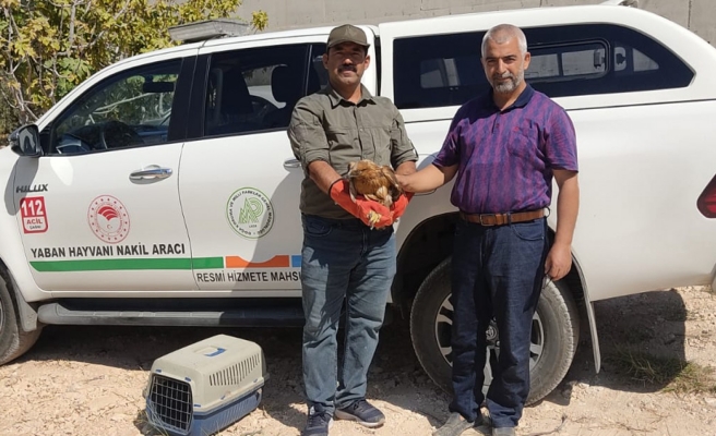 Urfa'da yaralı şahin bulundu!
