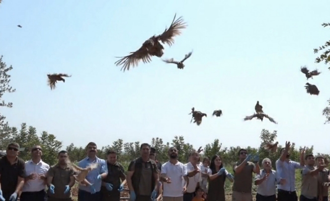 Şanlıurfa’da sülünler doğaya salındı