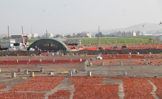 Şanlıurfa'da 'acı' mesaisi başladı