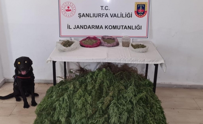 Viranşehir’de uyuşturucu operasyonu