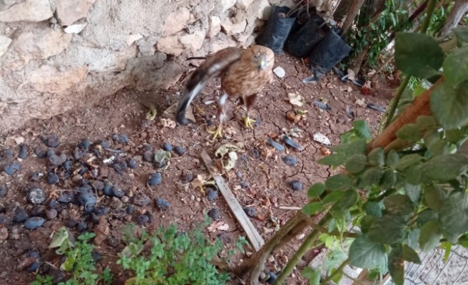 Urfa’da yaralı bulunan kızıl şahin tedaviye alındı