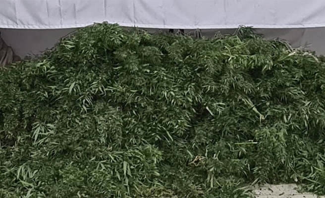 Suruç’ta 47 kök Hint keneviri ele geçirildi!