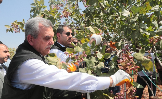 Vali Ayhan ve Beyazgül fıstık hasadına katıldı