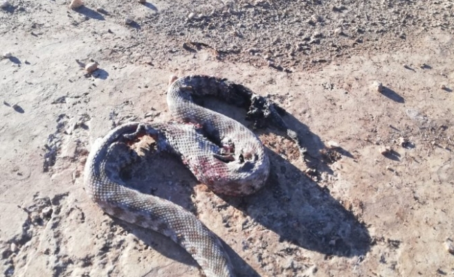 Karaköprü’de köyde engerek yılanı paniği