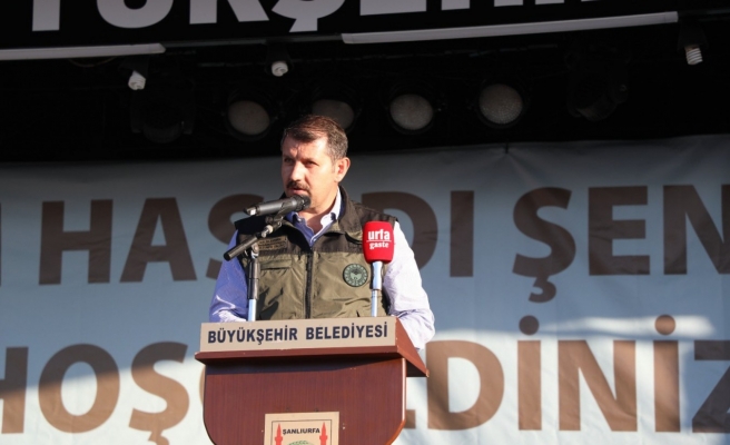 Urfa'da ilk! Badem hasadı yapıldı, Vali destek sözü verdi