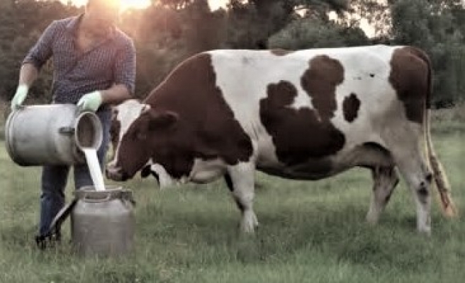 İnek sütü üretimi arttı