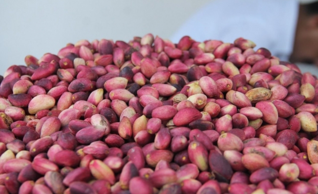 Urfa fıstığı resmen tescillendi