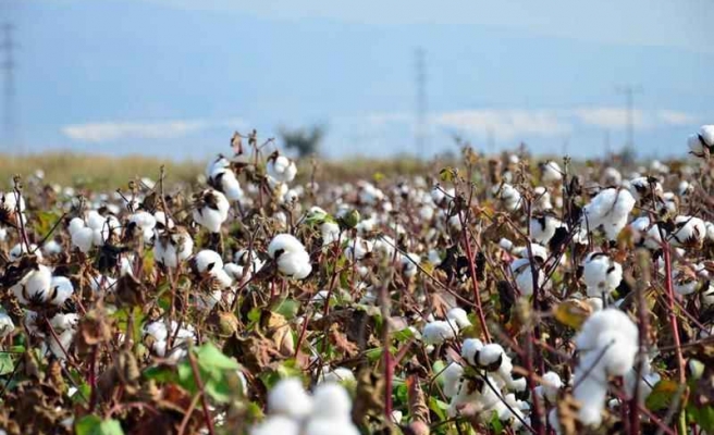 Şanlıurfa’da pamuk biçim ücretleri açıklandı