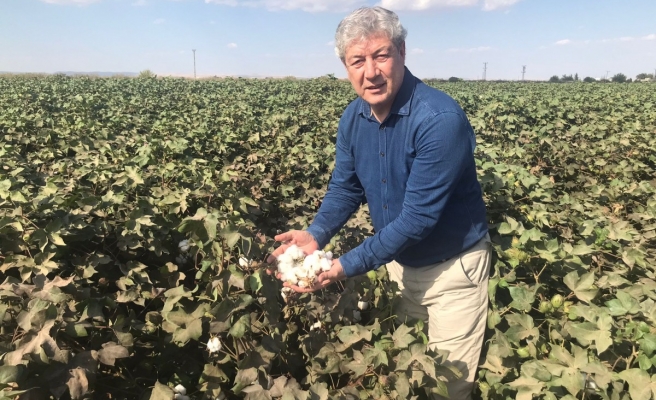 Şanlıurfa’da kütlü pamuğun tahmini maliyeti açıklandı