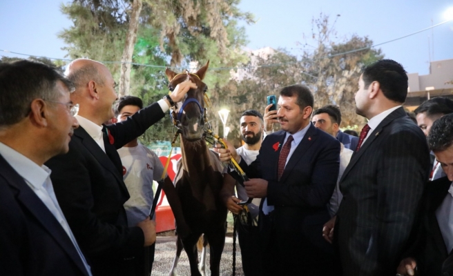 Bakan Soylu’ya Suruç'ta yarış atı hediye edildi!