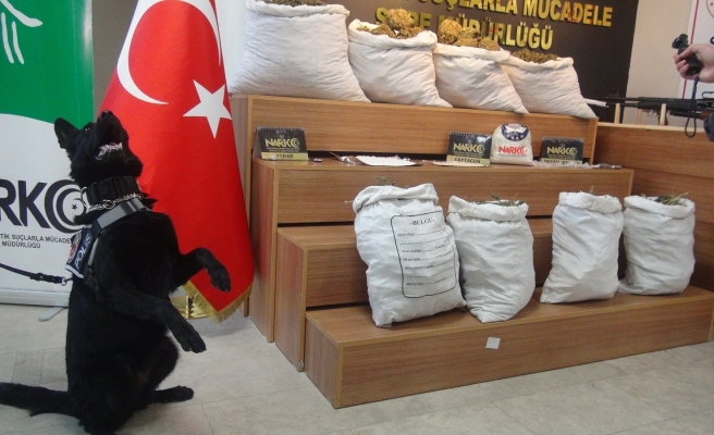 Şanlıurfa'da uyuşturucunun kökünü kurutma operasyonu