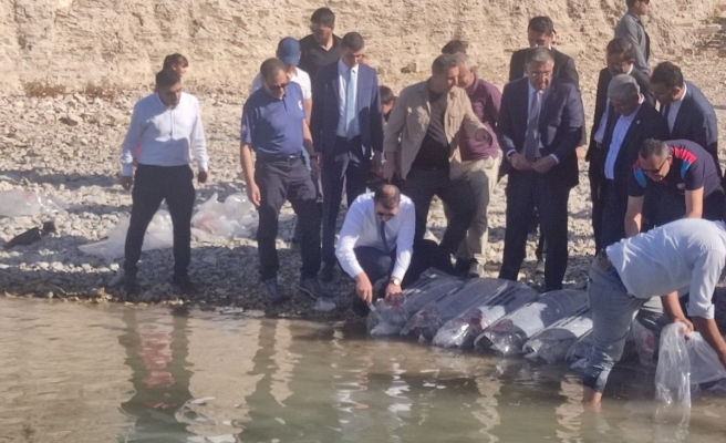 Atatürk Baraj Gölü'ne milyonlarca pullu sazan yavrusu bırakıldı