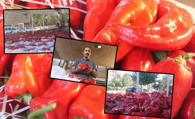 İsotun fiyatı halde 15 liraya çıktı!