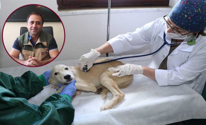 Sahipsiz kazazede hayvanların da tedavi masrafını sigorta karşılasın