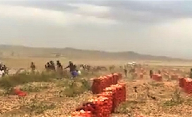 Mevsimlik tarım işçileri zor şartlarda çalışıyor