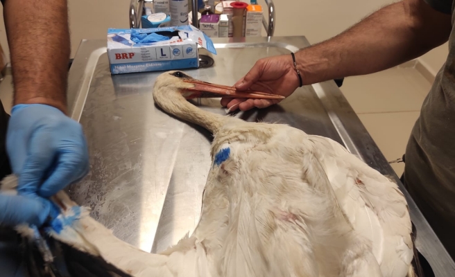 Yaralı leylek Urfa'da sağlığına kavuşacak