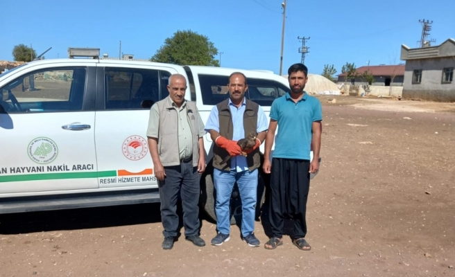 Kara çaylak Urfa'da hayata tutunacak