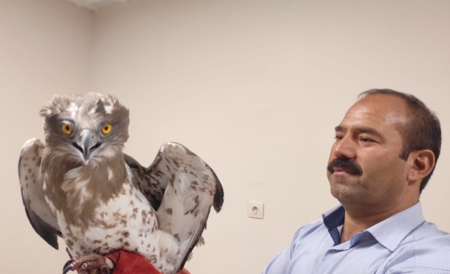 Yaralı yılan kartalı Urfa'da tedavi edilecek