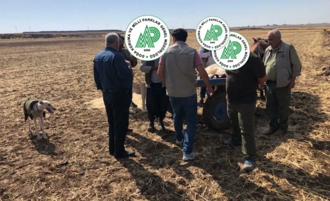 Kaçak avcılara eş zamanlı baskın!