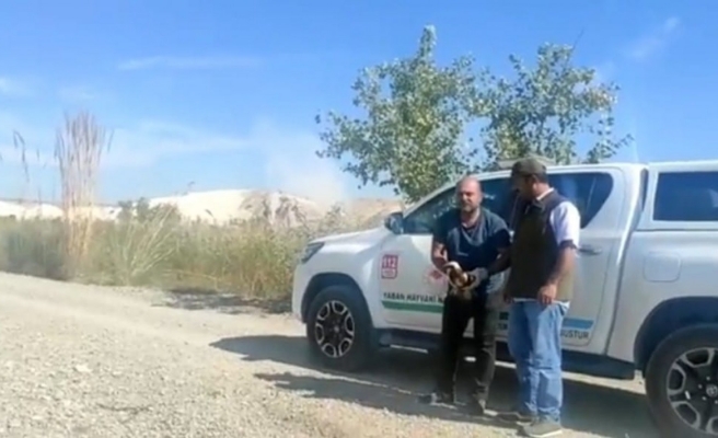 Tedavisinin tamamlanmasının ardından doğaya salındı