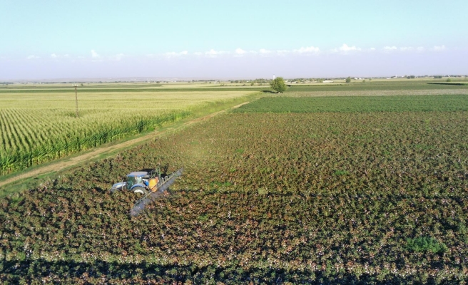 Suruç Ovası'nda pamuk hasadı