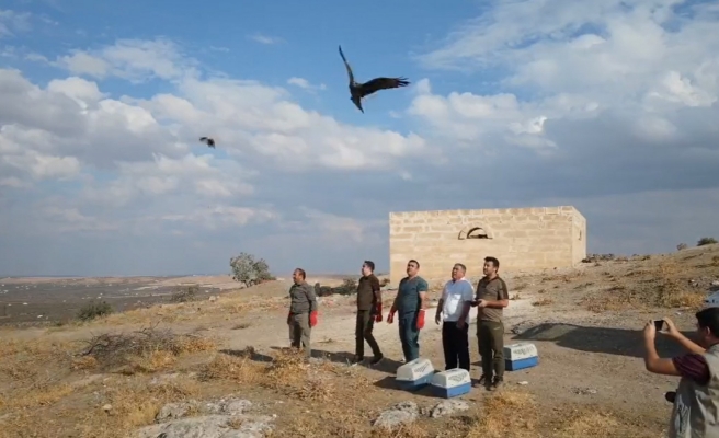 Urfa'da yabani kuşlar gökyüzüyle buluştu