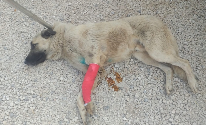 Şanlıurfa'da yaralı halde bulunan köpek tedavi altına alındı