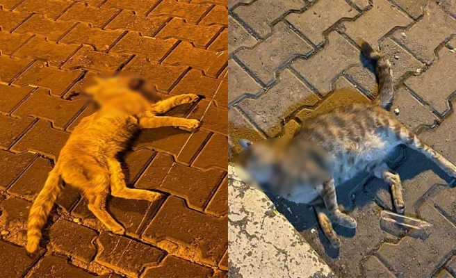 Haliliye’de ölü bulunan 2 kedinin zehirlendiği iddia edildi