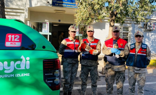 Jandarmanın durdurduğu araçta yabani doğan kuşları bulundu