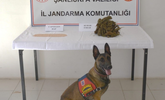 Urfa'nın o ilçesinde uyuşturucu operasyonu!