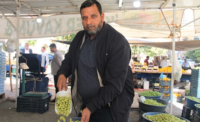 Şanlıurfa’da yeşil zeytin tezgâha indi