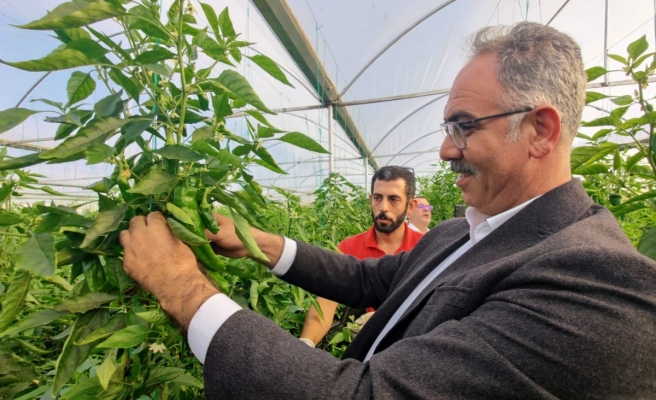 Eyyübiye Sera Kent’te onuncu biber hasadı yapıldı
