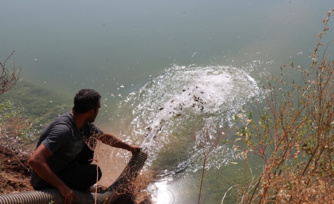 Urfa'da milyonlarca balık telef oluyor iddiası!