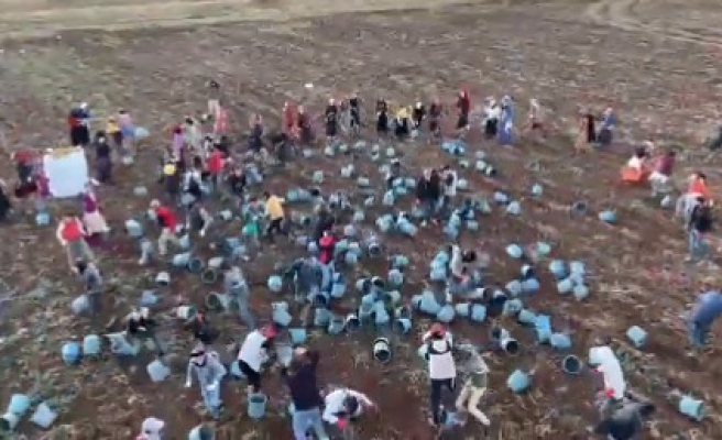 Urfalı tarım işçilerinin patates hasadı bitti