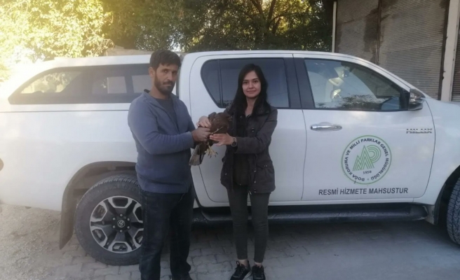 Yaralı kızıl şahin Urfa'da tedavi edilecek