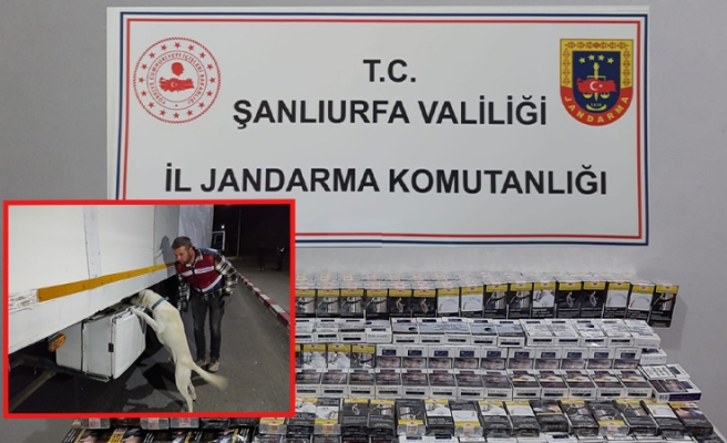 Şanlıurfa’da jandarmadan ‘şok yol arama’ faaliyeti