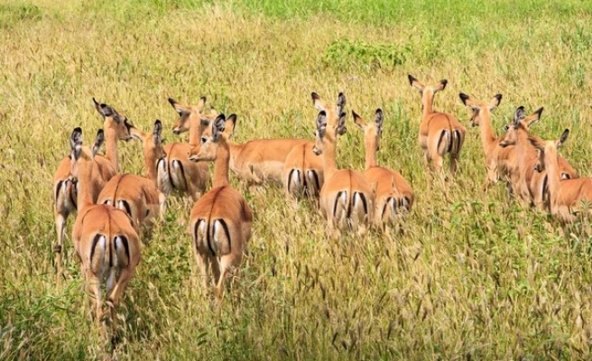 Hobi olarak barındırılabilecek av ve yaban hayvanı sayısı arttı