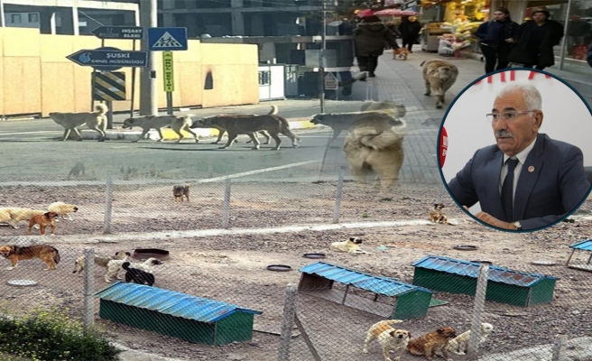 YRP İl Başkanı Yavuz'dan başıboş köpeklerle ilgili barınak çağrısı