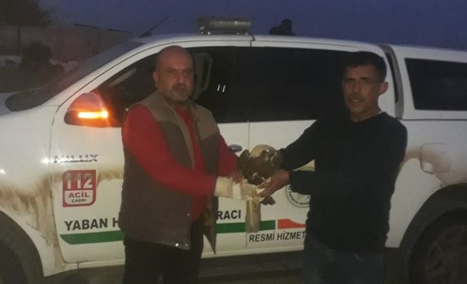 Urfa'da yaralı halde bulunan saz delicesi tedavi altına alındı